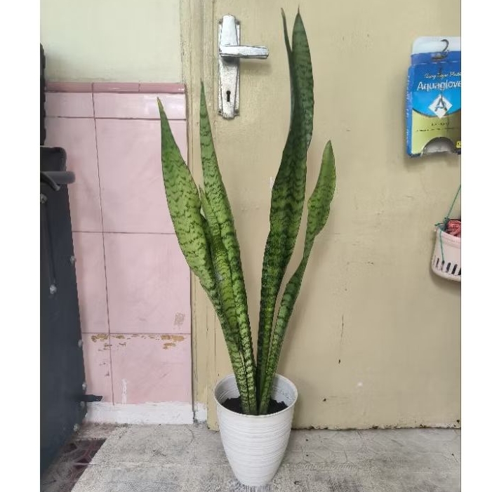 tanaman lidah mertua penyerap racun di dalam pot besar Sansevieria trifasciata