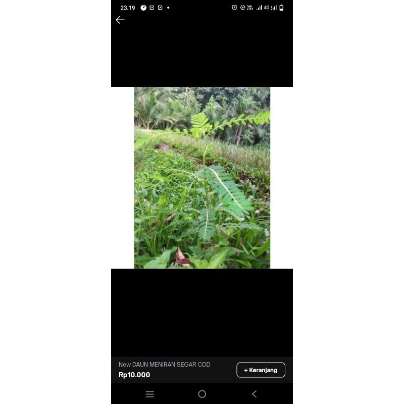 

New Promo Daun meniran segar