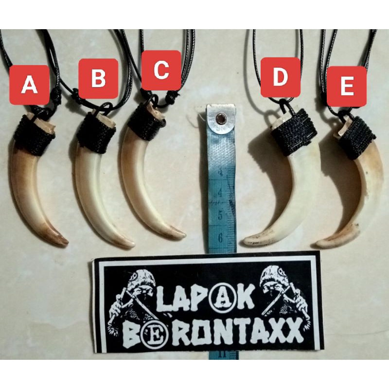 PROMO TARBI (TARING BABI)MINI ASLI UK 6 CM