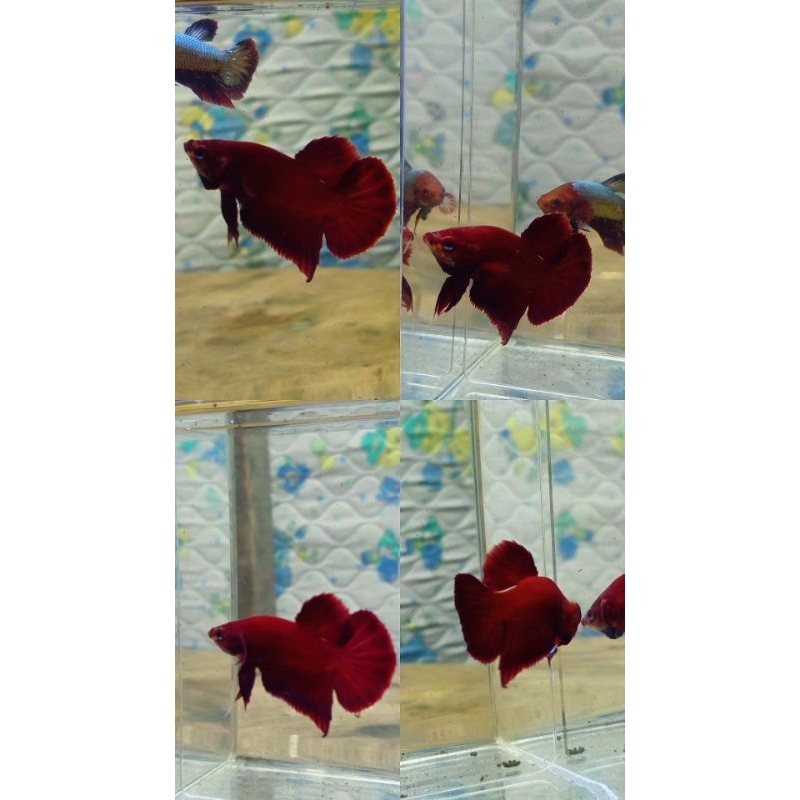 IKAN CUPANG PLAKAT SUPER RED USIA 3,5 BULAN
