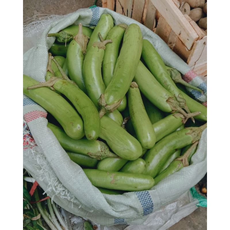 

SAYUR TERONG SEGAR 1kg sayuran fresh untuk bumbu dapur