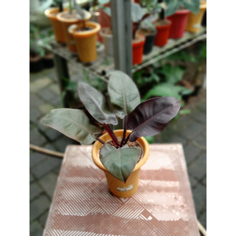 philodendron Black cardinal ori