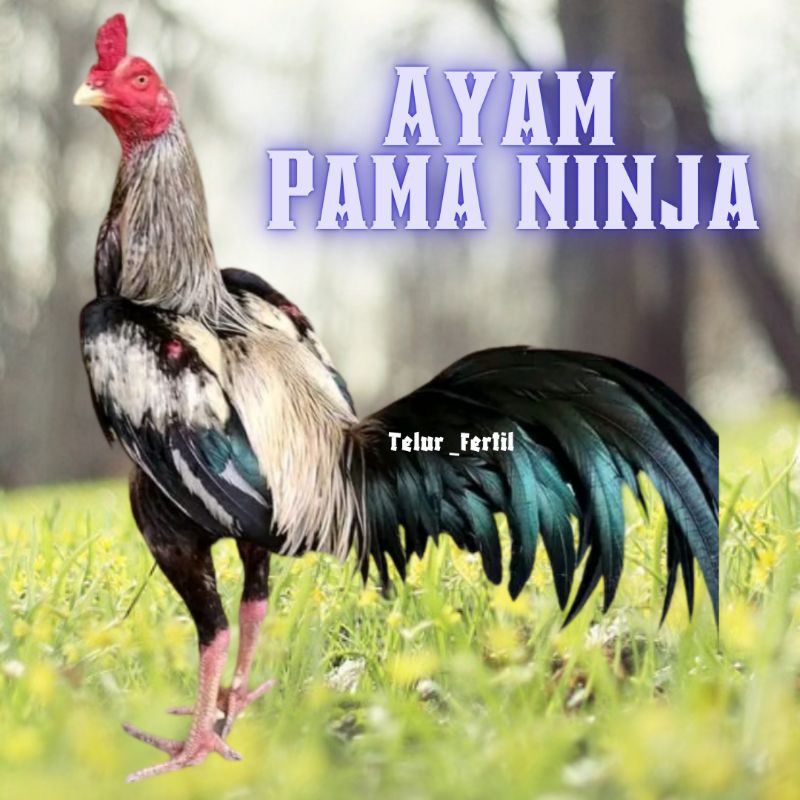 

telur ayam pama ninja original bisa untuk di tetaskan