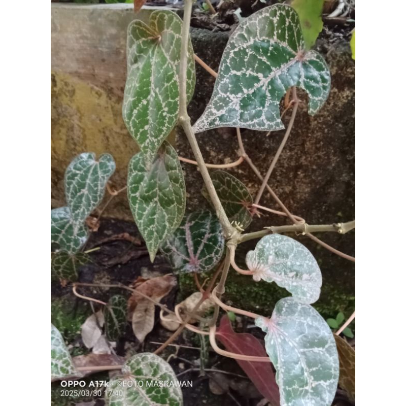 

Daun Sirih Merah 20 Lembar