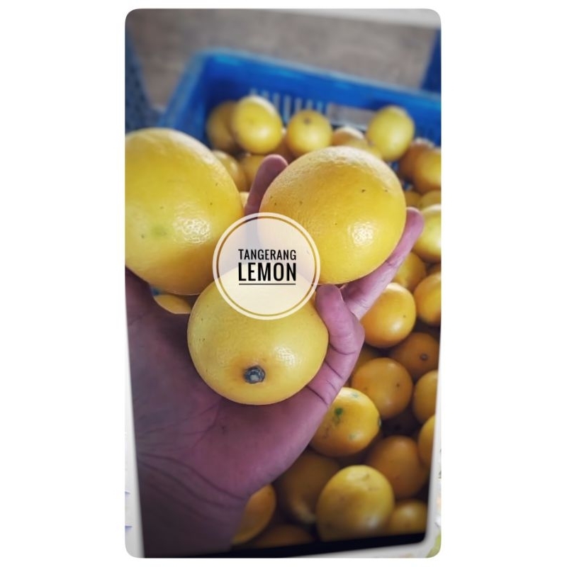

jeruk Lemon california lokal (500gram-1kg)