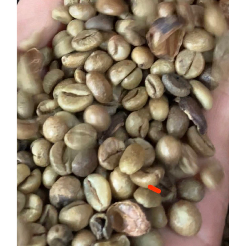 

Biji Robusta BLD ( asal daerah Gayo) Siap di Roasting Berat 1000gram