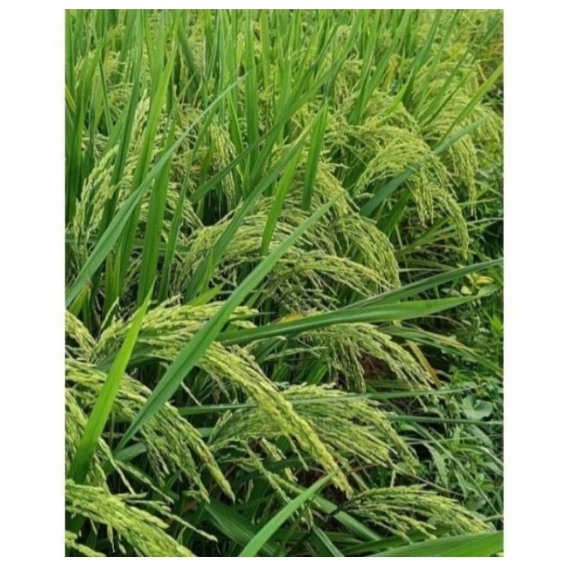 BENIH PADI ZIZANIA KEMASAN 5KG