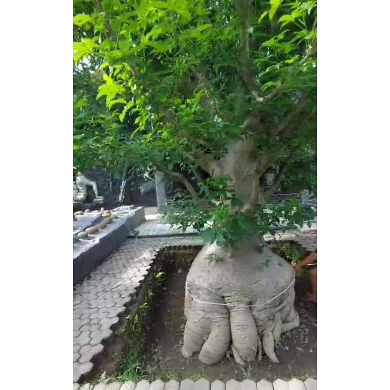 bibit baobab africa adansonia digitata