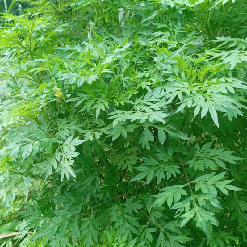 

Daun kenikir segar paket 500 gram