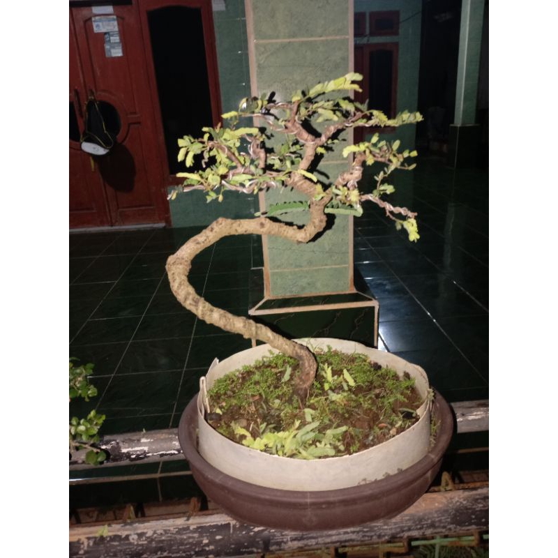 tanaman bonsai asam jawa. semai dari biji