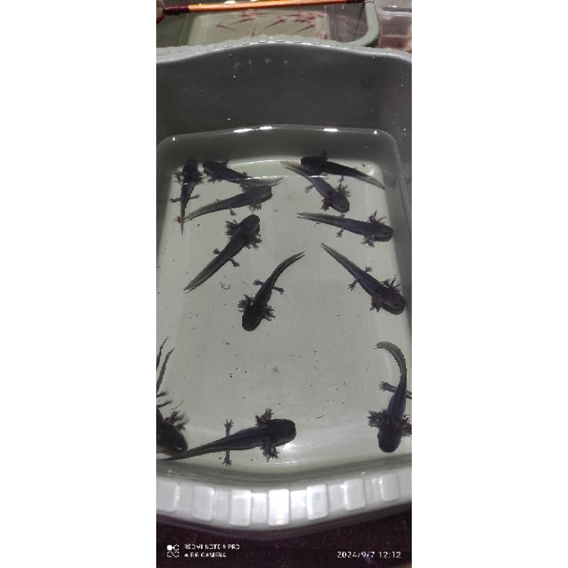 

+paking sterofoam melanoid size 8-9cm