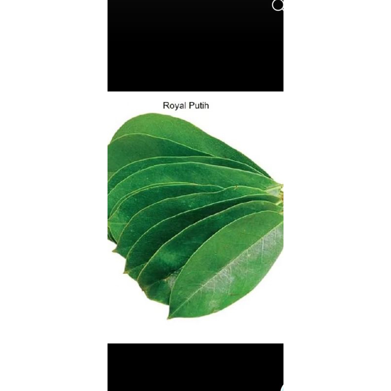 

daun sirsak segar baru metik