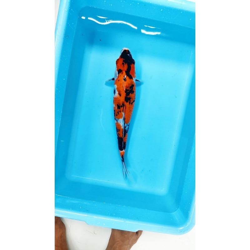 ikan koi blitar showa 38 cm