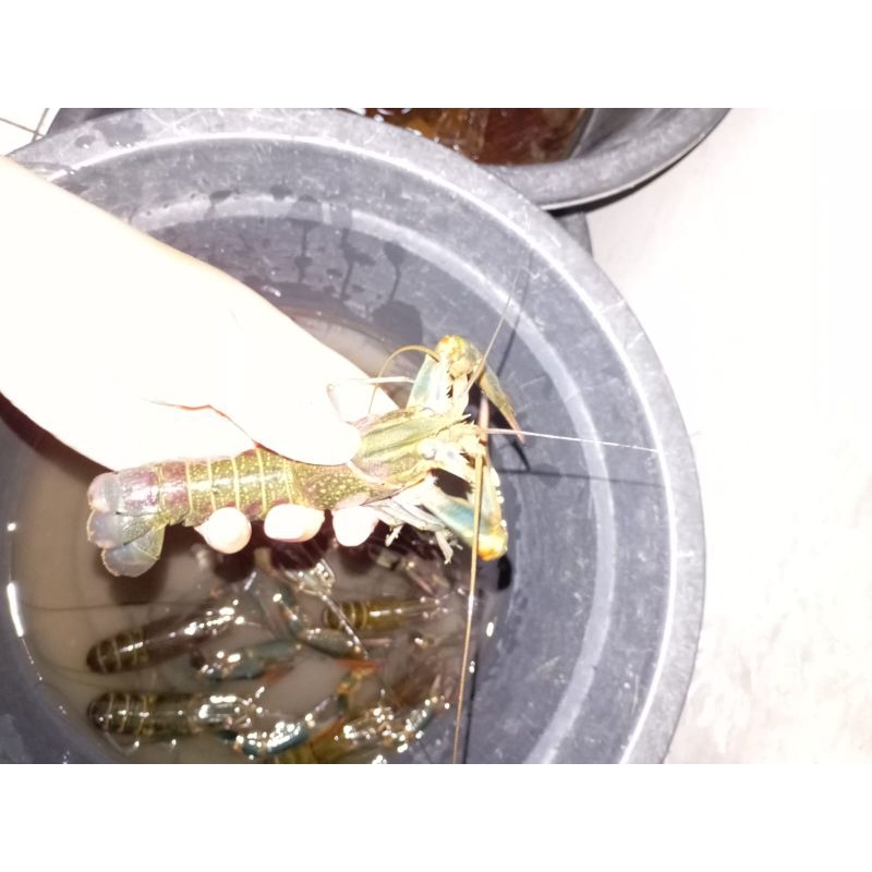 paket indukan lobster air tawar 10 ekor