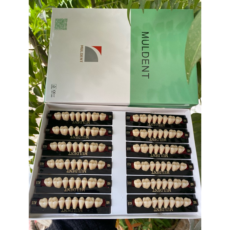 gigi Muldent geraham 1box isi 12papan