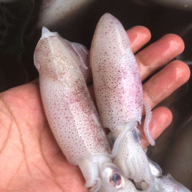 

cumi-cumi segar fresh pasar flamboyan/ sotong segar fresh pasar flamboyan