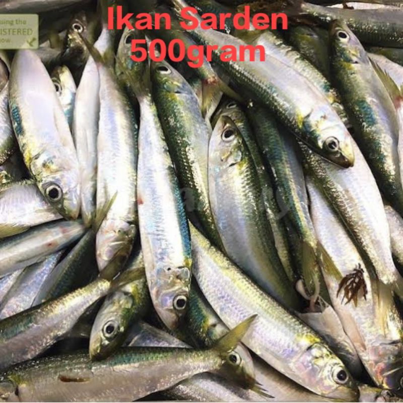 ikan segar sarden segar fresh 500gram/ikan sarden segar fresh 500gram