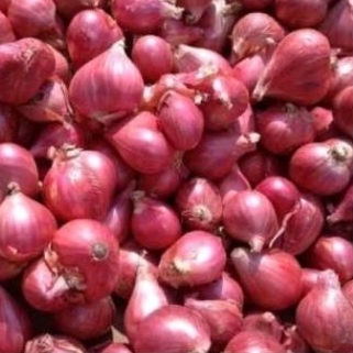 

bawang merah 500gram