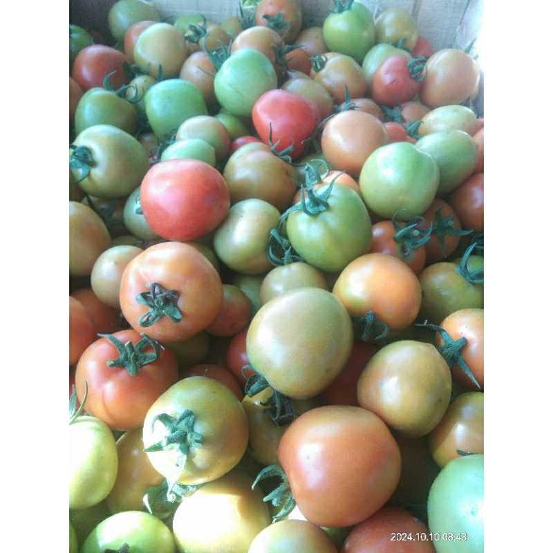 

BUAH TOMAT SEGAR