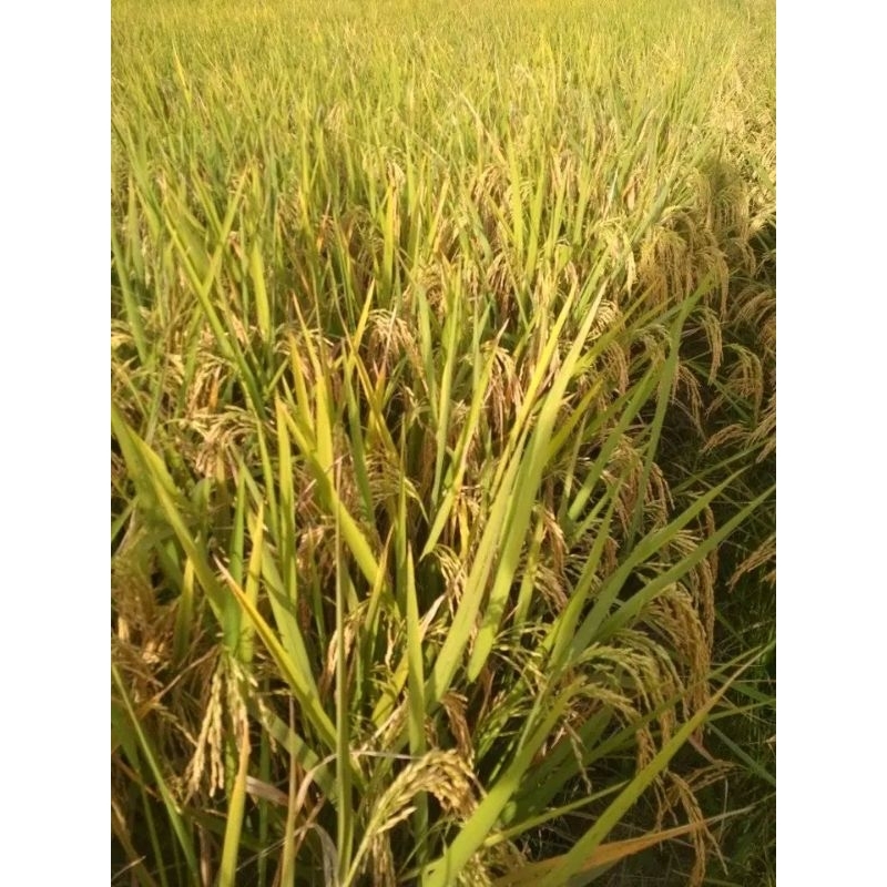 benih padi tri sultan 05 kemasan 5 kg