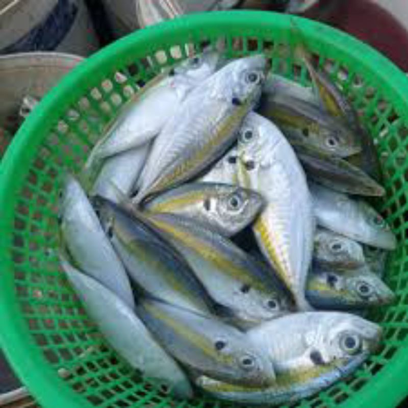 

SELAR KUNING IKAN SEGAR