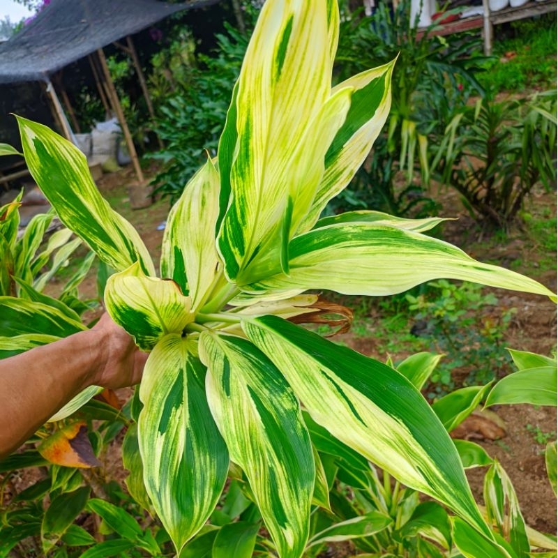 tanaman pagar /dekorasi pelaminan, (5 stek batang Hanjuang putih)