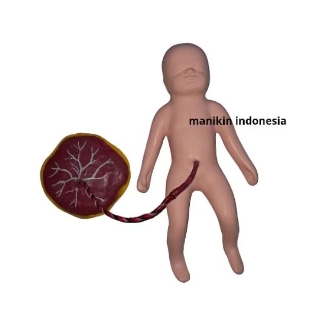 Bayi Dan Placenta / Alat Peraga Bayi Dan Placenta /Manikin / Phantom Bayi Placenta