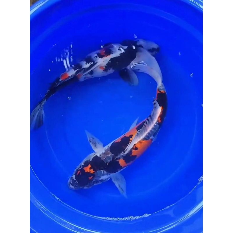 (PAKET 2 EKOR) koi jenis kiko dan showa