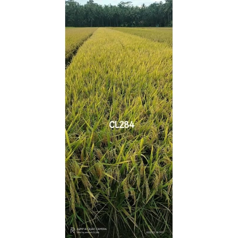benih padi CL 284 kemasan 5 kg