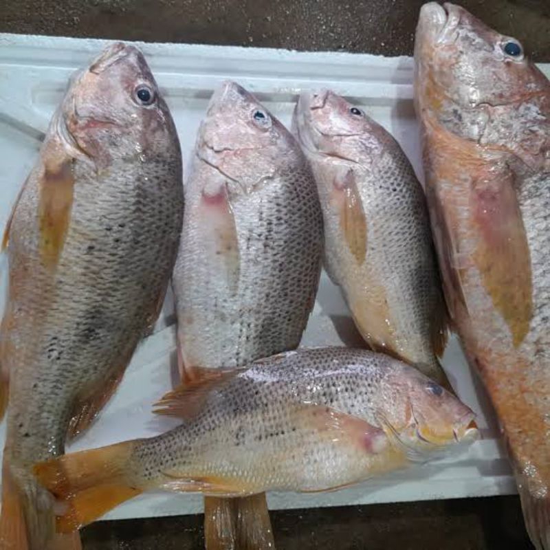 

Ikan fresh segar/ ikan kakap merah ansam 500gram