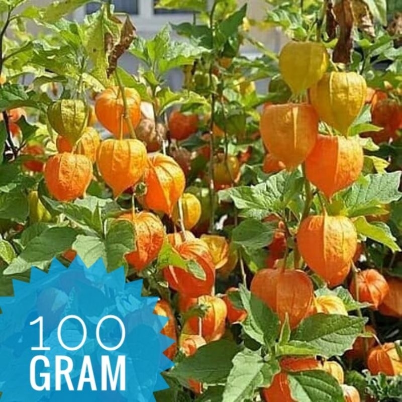 

ciplukan 100 gram 250 gram 500 gram goldenberry cecenet