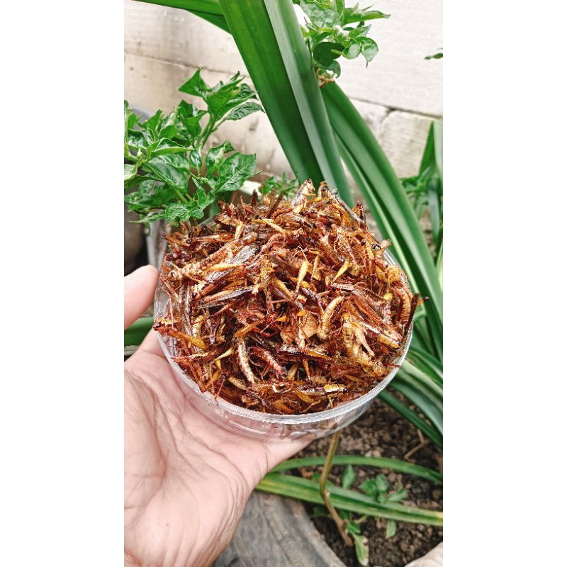 

BELALANG GORENG,BELALANG UTIS TOPLES NASTAR BERAT -+120GRAM