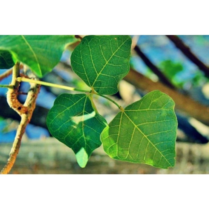 

Daun Dadap Segar 250gr Dadap Serep