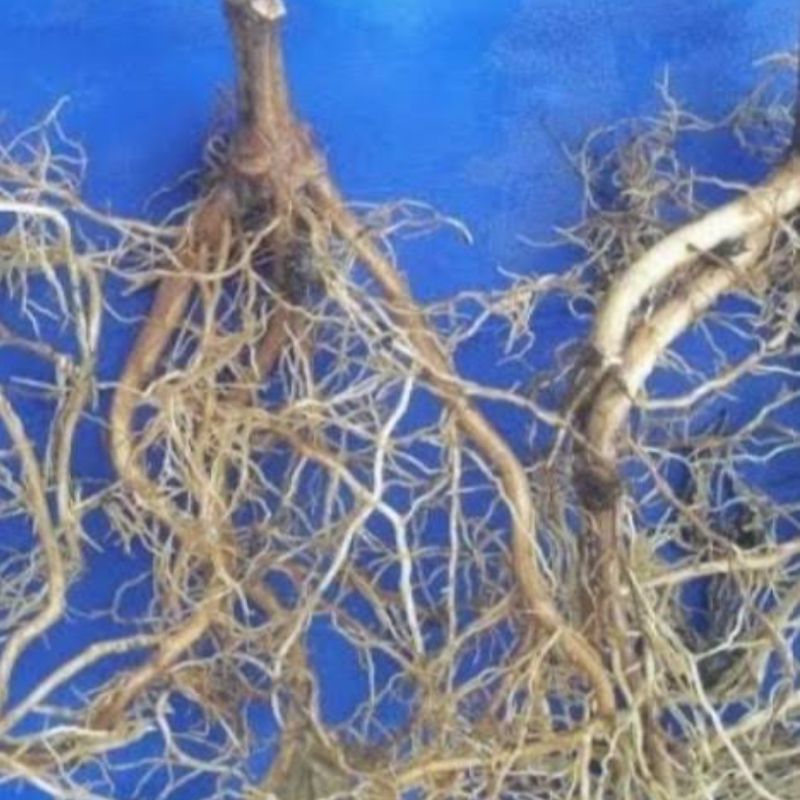 

Akar pohon jambu biji segar 250 gram