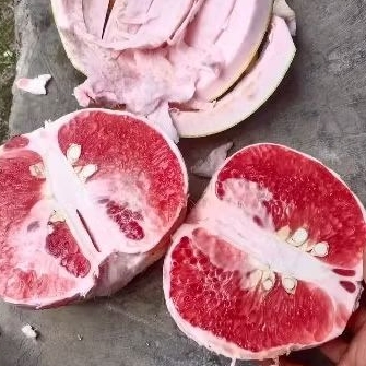 

Jeruk Bali Pamelo Manis Segar 1 Buah berat 800 gram - 900gram