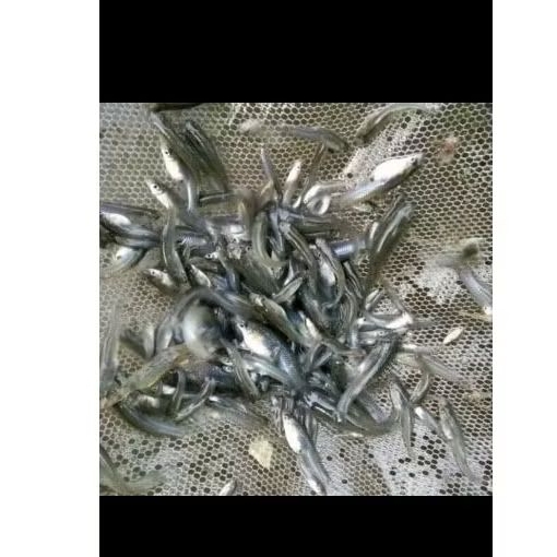 IKAN CERE SUNGAI FRESH KARANTINA PAKAN PREDATOR PAKAN KURA-KURA DLL