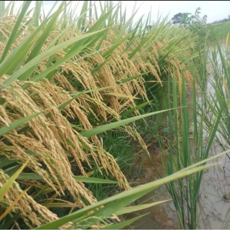 BENIH PADI SIGUPAI UA11 KEMASAN 5KG