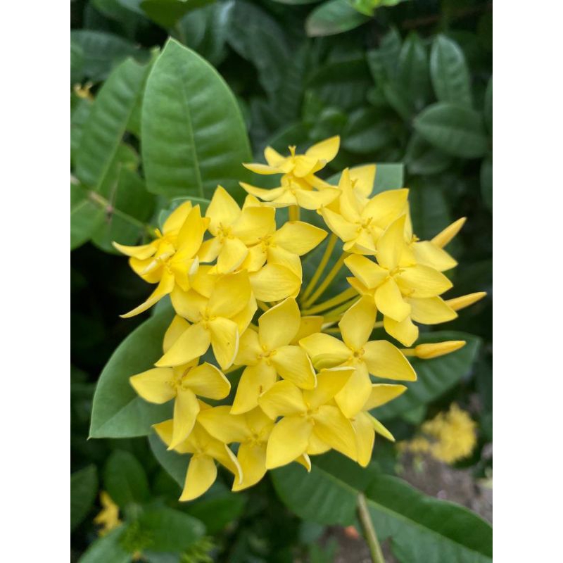 tanaman hias asoka kuning - siantan - bunga kuning - daun besar