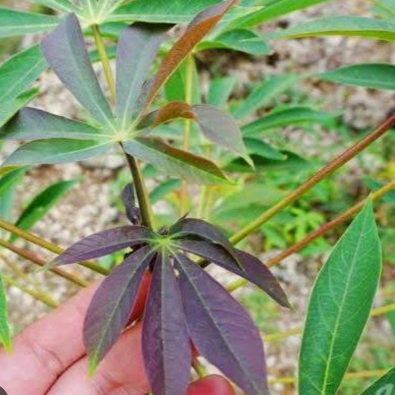

Daun singkong racun sapikuru asli 500 gram