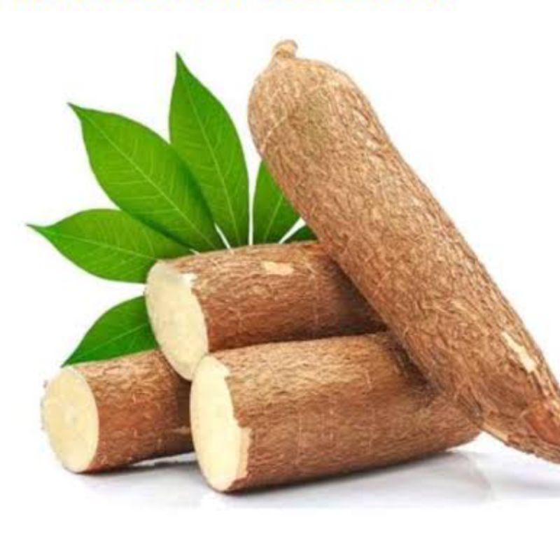 

Singkong mentega mentah petik langsung per 1 kg