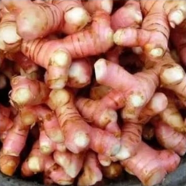 

LENGKOAS MERAH / LAJA segar ( 1kg)