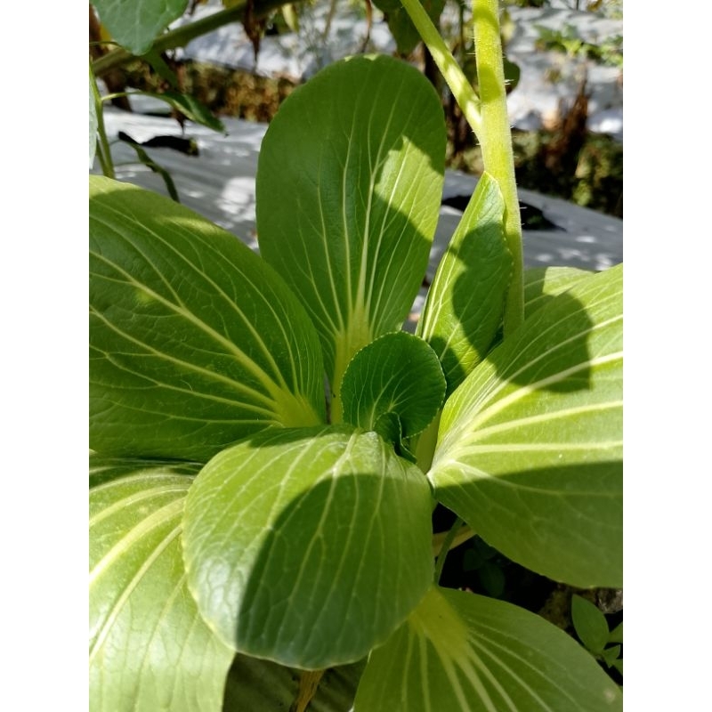 

SAYUR POKCOY SANGAT SEGAR