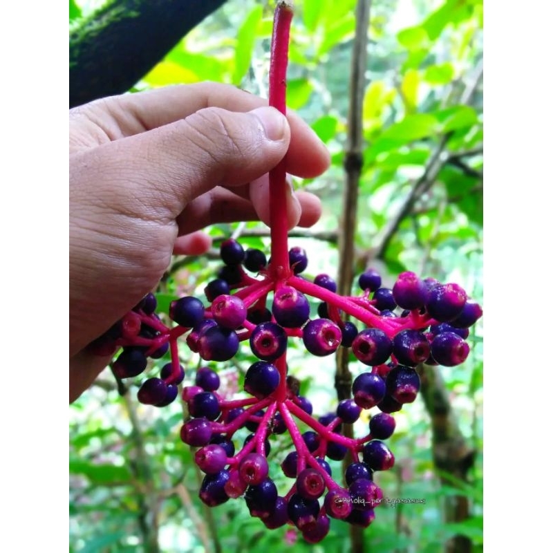 

Promo Buah Parijotho Segar, Penyubur Kandungan Promil. COD