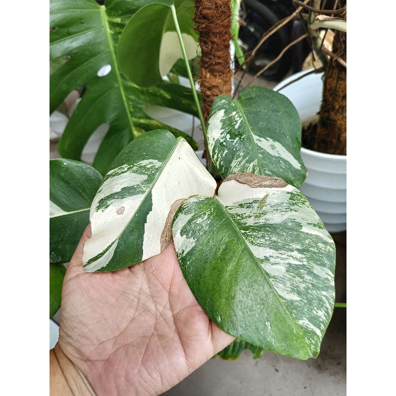 monstera varigata marble