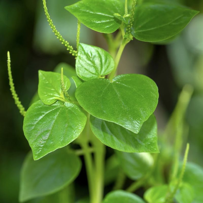 

Daun sirih cina segar fresh dipetik dadakan waktu dipesan obat herbal alami 500gr-1kg
