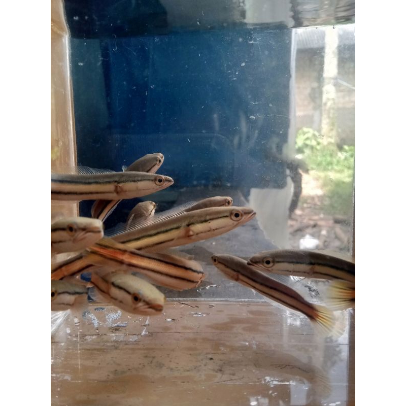 Ikan Toman Hijau Size 9-10 Cm