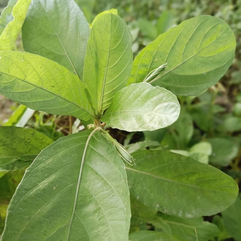 

Daun kencana ungu segar fresh dipetik dadakan waktu dipesan obat herbal alami 50 lembar
