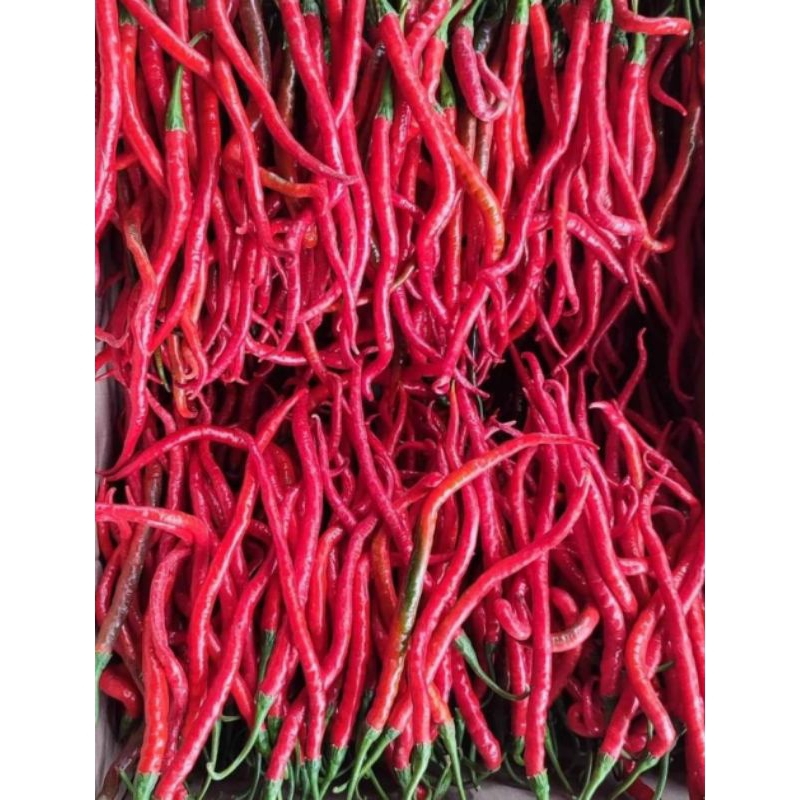 

cabai merah besar super