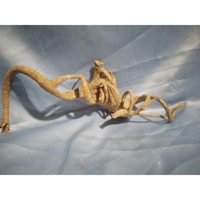 akar mimang asli unik