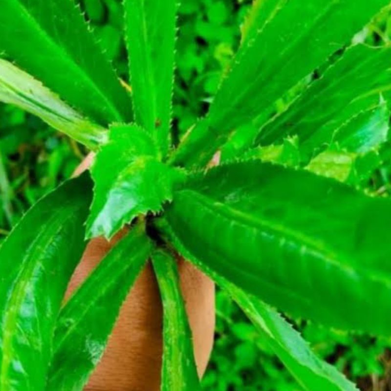 

Daun walang sangit segar 500 gram